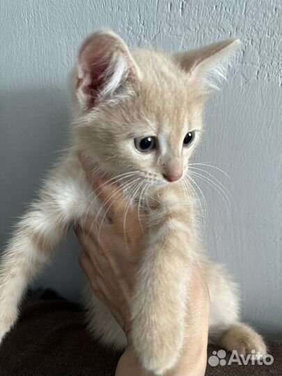 Котенок