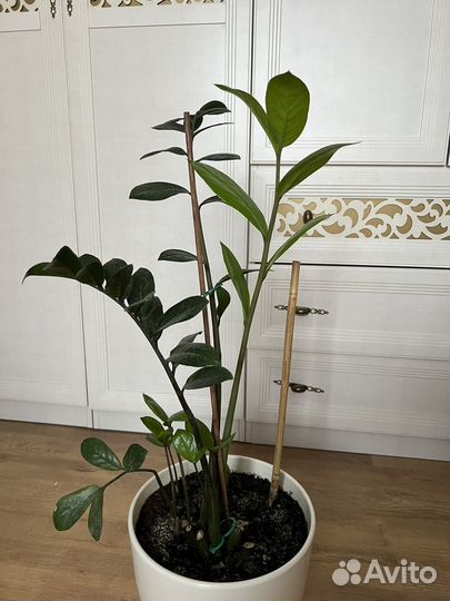 Замиокулькас в керамическом горшке