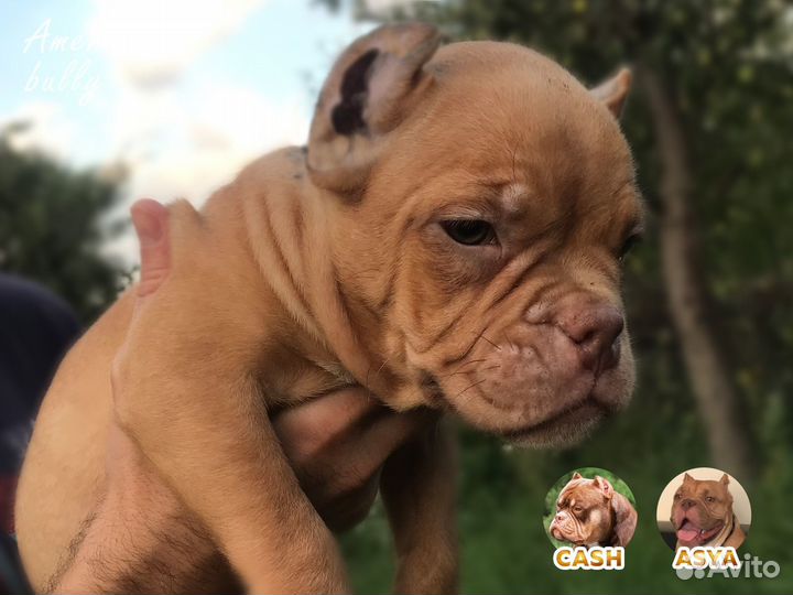 Щенки американского булли