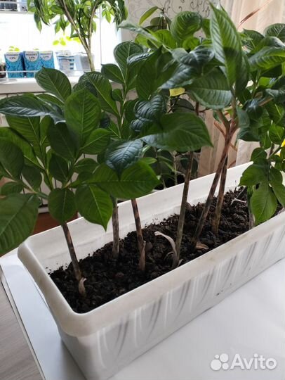 Аморфофаллус, детки