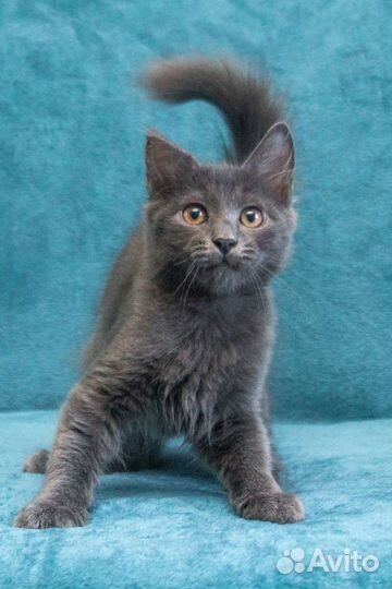 Грей - просто энерджайзер