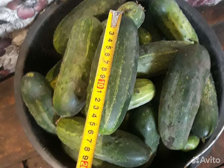 Огурцы свежие домашние