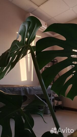 Рабочее место для тату-мастера