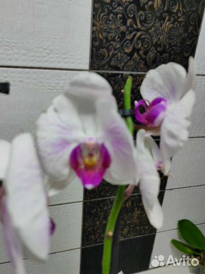 Орхидея фаленопсис