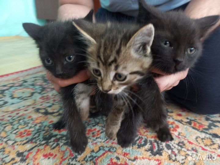 Кошечка и кот