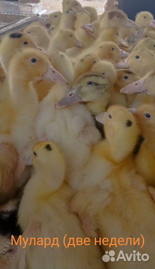 Утки, Гуси, Мулард