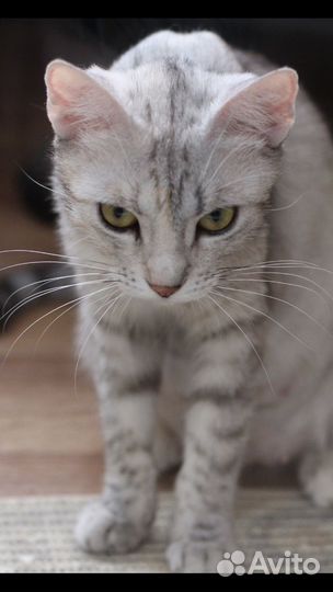 Красивые кошки