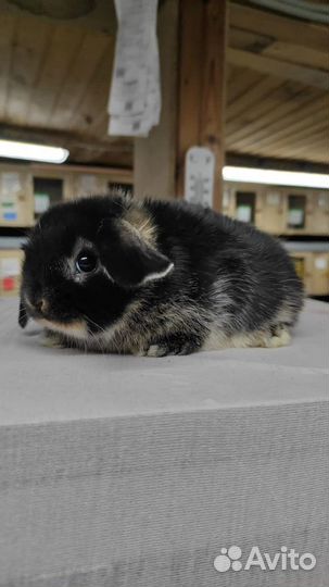 Малыши кролики