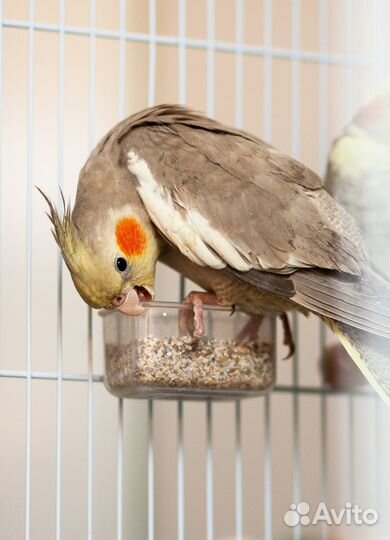Попугай Нимфа птенцы