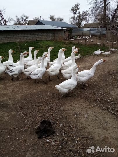 Холмогорские гуси