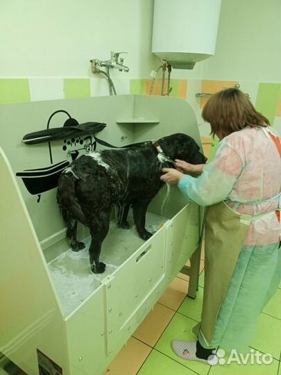 Груминг, экспресс-линька, помывка собак, кошек