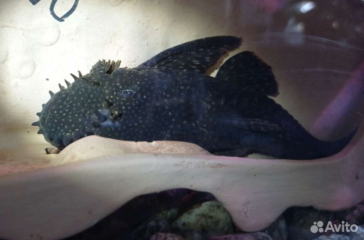 Сомики анциструсы