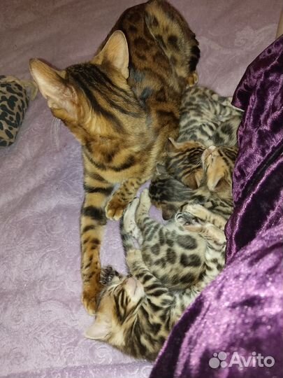 Бенгальская кошка