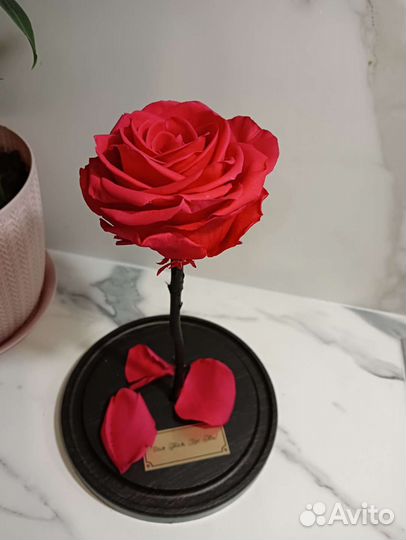 Вечная роза в колбе, кинг