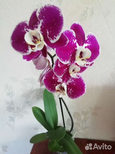 Орхидея