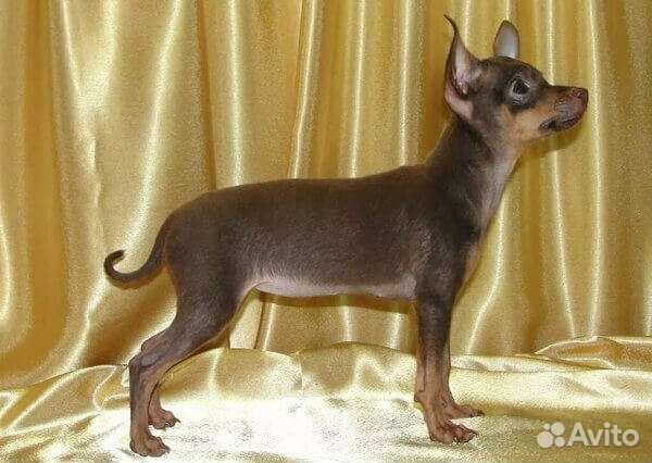 Мини той-терьер