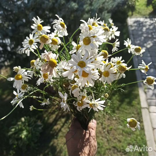 Ромашка аптечная