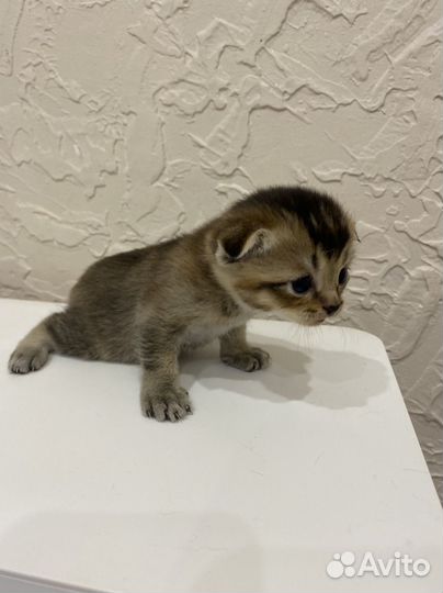 Метисы от шотландской вислоухой кошечки