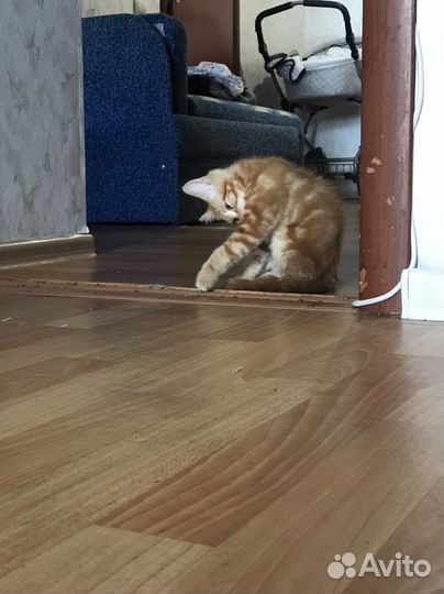 Отдав в добрые руки