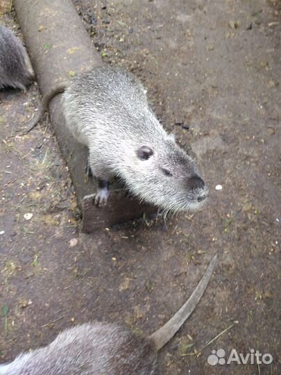 Нутрии самцы на развод и на мясо