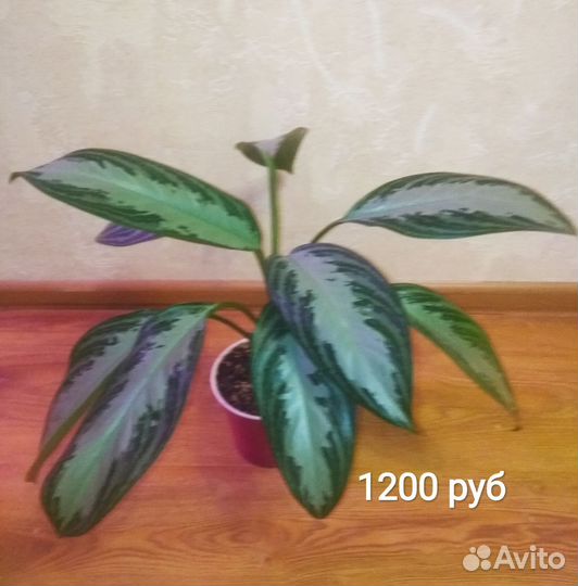 Аглаонема Сильвер Бей