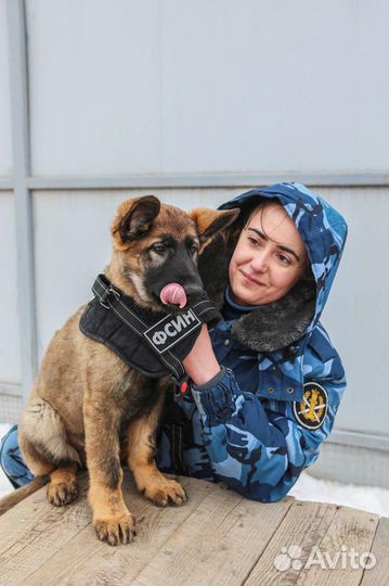 Инструктор-кинолог