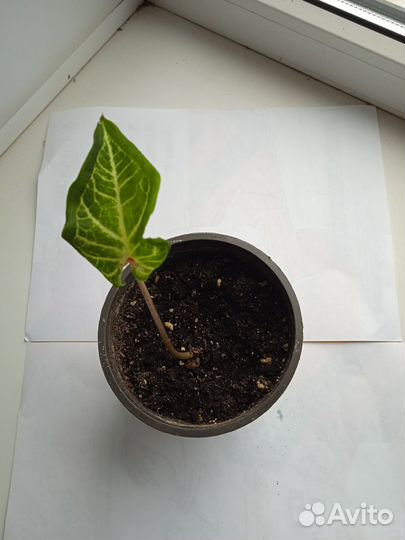 Комнатные растения цветы