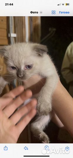 Котята в добрые руки