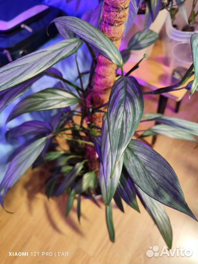 Эпипремнумы и сциндапсусы