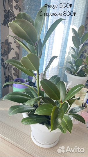Фикус