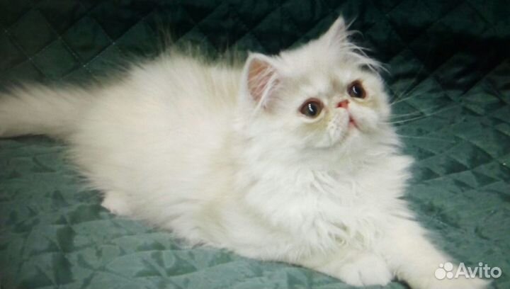 Очаровательные котята