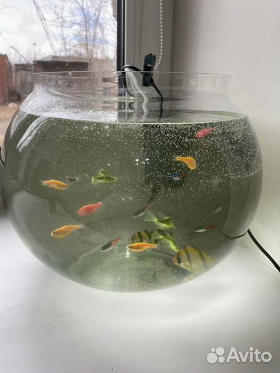Продам аквариум с рыбками и всем нужным для них