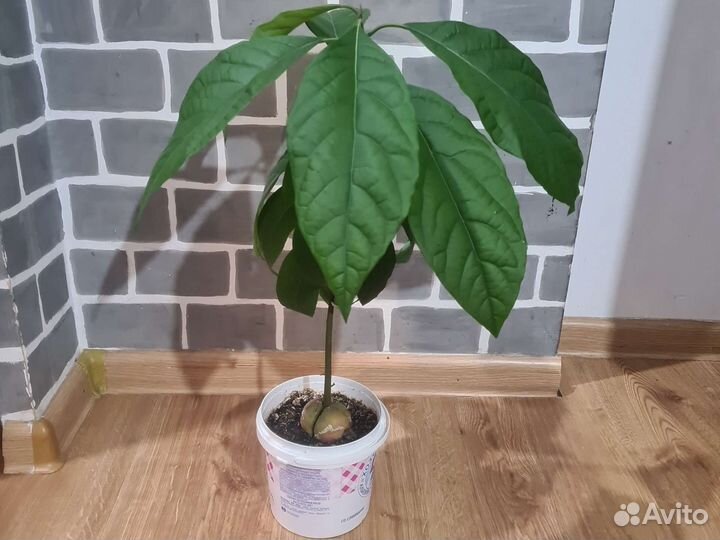 Авокадо дерево