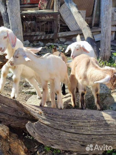 Козлята от высокоудойных коз