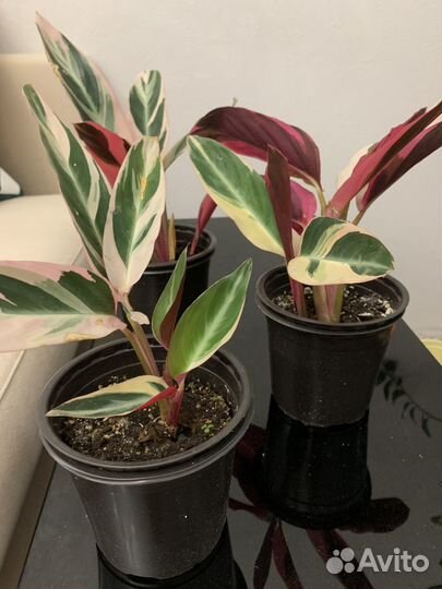 Продам цветы комнатные
