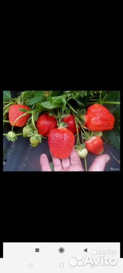 Клубника рассада домашняя