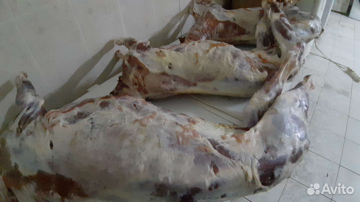 Мясо козлятина