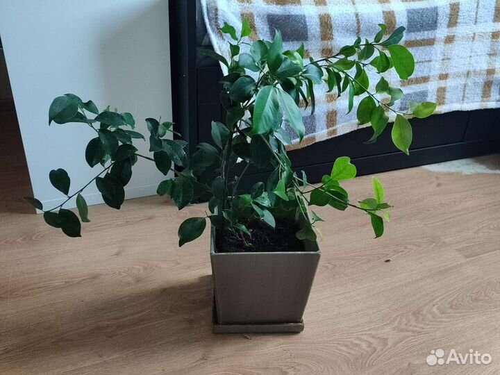 Фикус большой в горшке