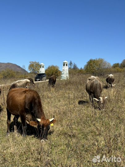 Стадо швицов