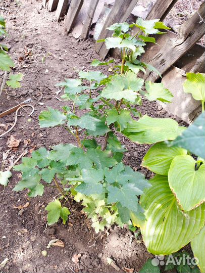 Саженцы Ореха грецкого. Смородина чëрная