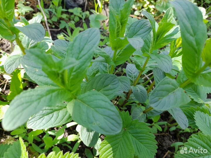 Пряно-ароматические травы
