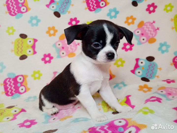 Щенок чихуахуа мальчик 1,5 мес