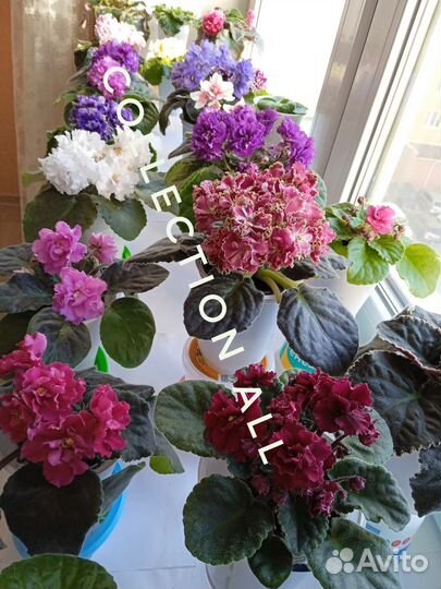 Сортовые фиалки цветущие