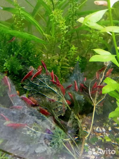 Рыбки данио