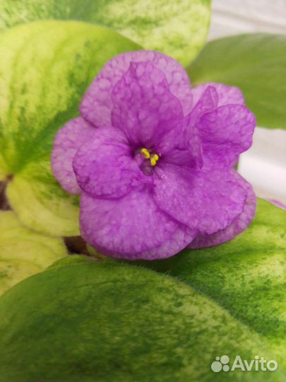 Фиалка трейлер