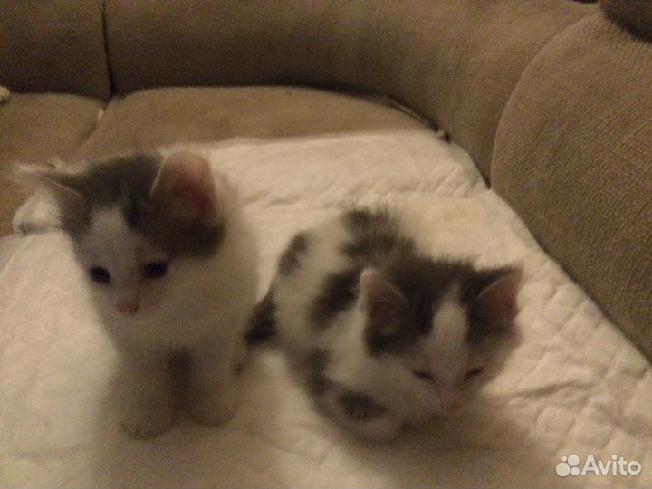 Котята