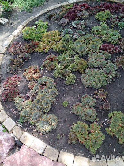 Каменная роза