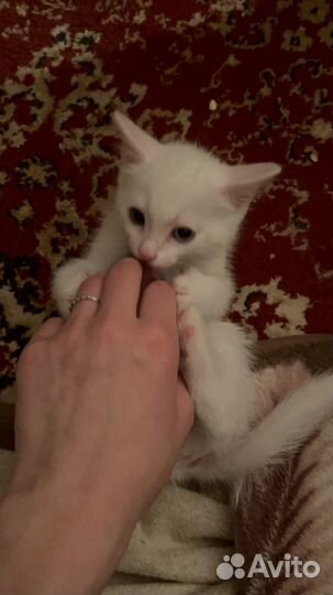 Котенок породистый в хорошие руки