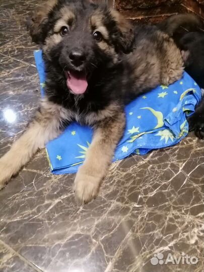 Чебурашка щенок девочка под стерилизацию