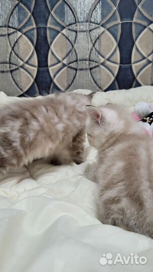 Котята